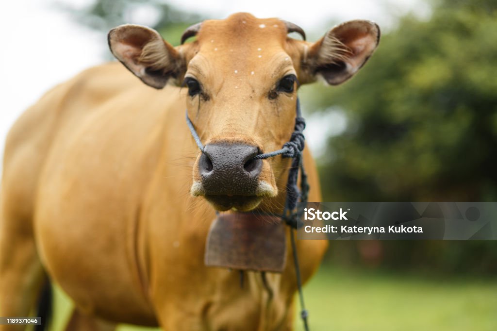 Sapi Bali